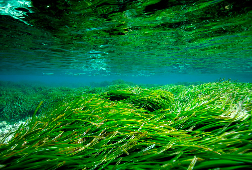 Tag Heuer por Posidonia